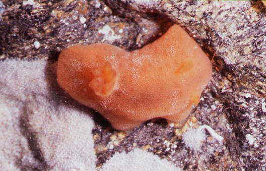 Carminodoris boucheti